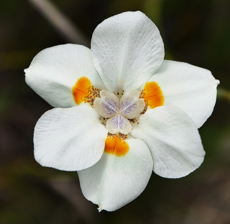 Print In Class M By Gail Wysocki For  New Orleans Flower 2 MAY-2019.jpg